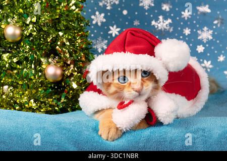 Simpatico gattino di zenzero nel mantello di Babbo Natale con pompon si trova su uno sfondo blu Foto Stock