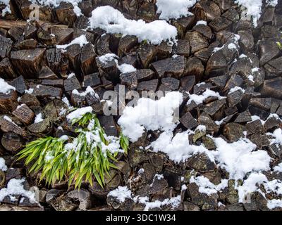 Pila di legna da ardere ricoperta di neve con foglie verdi, primo piano struttura invernale di tronchi impilati in una scena alpina all'aperto Foto Stock
