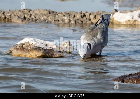 Cape Turtle dove, padelle Makgadikgadi, Botswana Foto Stock