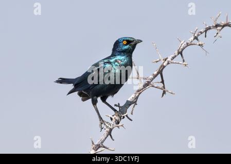 Cape Starling, Makgadikgadi Pans, Botswana Foto Stock