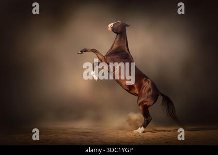 Elegante cavallo Akhal-Teke che cresce sulle sue gambe posteriori Foto Stock