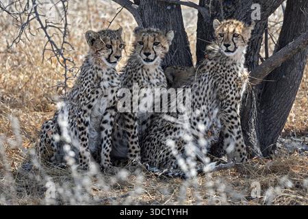 Cheetah, cuccioli, padelle Makgadikgadi, Botswana Foto Stock