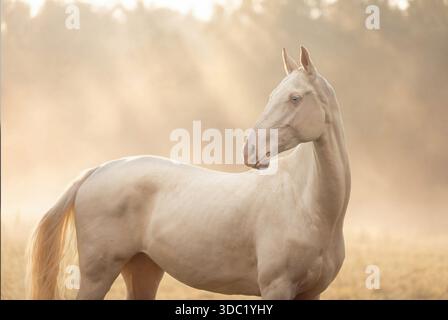 Elegante cavallo Akhal-Teke color crema all'alba Foto Stock