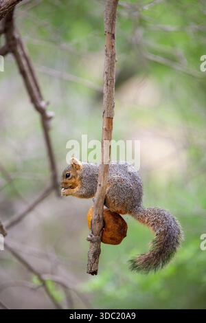 Uno scoiattolo Bryant's Fox che mangia un'arancia nel Bentsen State Park del Texas Foto Stock