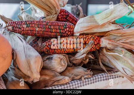 orecchie essiccate di grano Foto Stock