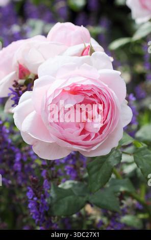 Rosa "Scepter'd Isle", una rosa inglese di arbusti rosa rosa rosa rosa rosa molto profumata allevata da David Austin. Chiamato anche "Ausland". Foto Stock