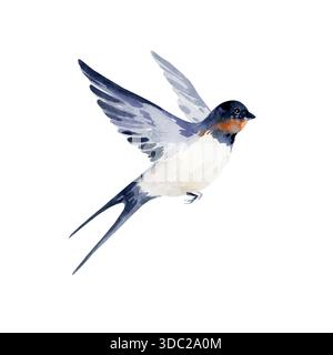 acquerello Flying Swallow Bird, immagine realistica elegante per la natura Design scaduto, primavera, illustrazione di animali disegnati a mano, Pasqua primaverile Avian Foto Stock