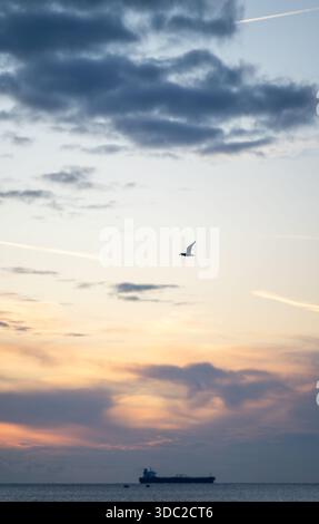 L'uccello sorvola l'acqua, il gabbiano mattutino con le contrade e la nave da carico lontana Motif, l'alba sulle acque calme catturando il gabbiano e lontano Foto Stock