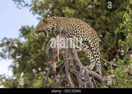 Leopard (Panthera pardus) cucciolo maschio con kill in Ol Doinyo Lemboro Conservancy, Kenya Foto Stock