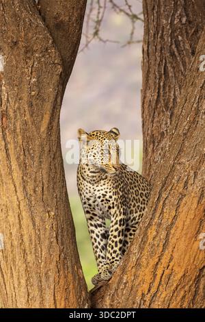 Leopardo (Panthera pardus) maschio in un albero nella riserva nazionale di Samburu, Kenya Foto Stock