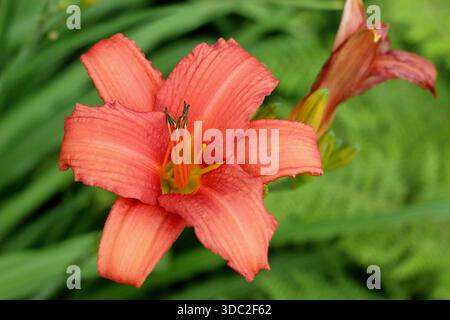 Hemerocallis. Daylily. Hemerocallis Flaming Sword. Fiori d'arancio tipici di un giorno provenienti da un fogliame arcuato Foto Stock