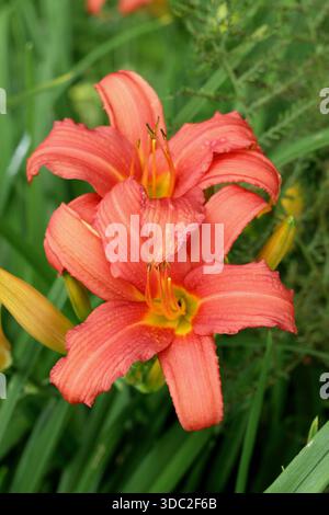 Hemerocallis. Daylily. Hemerocallis Flaming Sword. Fiori d'arancio tipici di un giorno provenienti da un fogliame arcuato Foto Stock