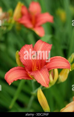 Hemerocallis. Daylily. Hemerocallis Flaming Sword. Fiori d'arancio tipici di un giorno provenienti da un fogliame arcuato Foto Stock