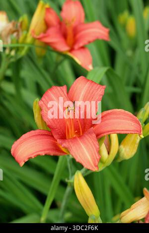 Hemerocallis. Daylily. Hemerocallis Flaming Sword. Fiori d'arancio tipici di un giorno provenienti da un fogliame arcuato Foto Stock