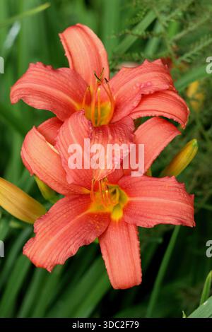 Hemerocallis. Daylily. Hemerocallis Flaming Sword. Fiori d'arancio tipici di un giorno provenienti da un fogliame arcuato Foto Stock