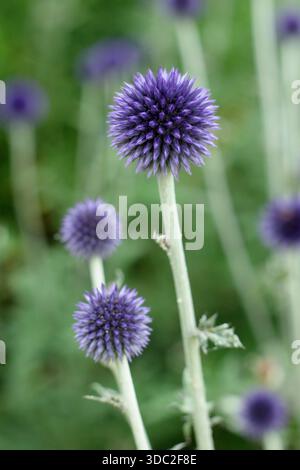 Cardo globo. Echinops ritro "Veitch's Blue". Chiamato anche Echinops bannaticus "Veitch's Blue", apprezzato per le teste di fiori sferiche blu e per il taglio. Foto Stock