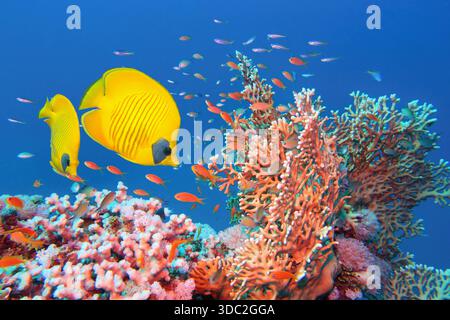 Mar Rosso Egitto. Splendida barriera corallina con Fire Coral (Millepora), un paio di pesci gialli mascherati e anthias rossi. Foto Stock