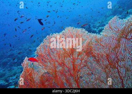 Struttura organica del ventilatore del Mar Rosa o del corallo di Gorgonia (Annella mollis) Foto Stock