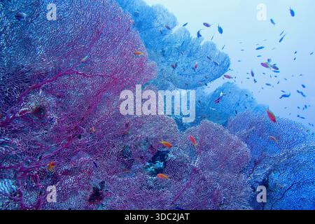 Struttura organica del ventilatore del Mar Rosa o del corallo di Gorgonia (Annella mollis) Foto Stock