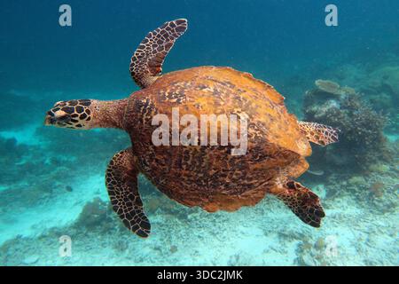 Tartarughe marine Hawksbill che nuotano nell'acqua blu. Sezione superiore del corpo chiamata carapace. Foto Stock