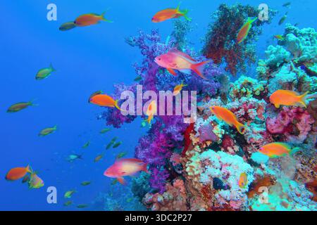 Splendida barriera corallina tropicale con corallo tenue viola Dendronephthya e pesce rosso anthias. Foto Stock