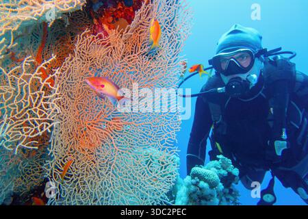 Uomo subacqueo e bellissimo fan del mare (gorgonia) corallo e corallo rosso pesci di corallo Anthias da vicino. Foto Stock