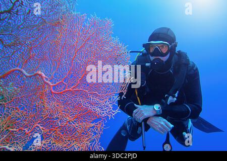 Uomo subacqueo e bellissimo ventilatore marino (gorgonia) corallo Foto Stock