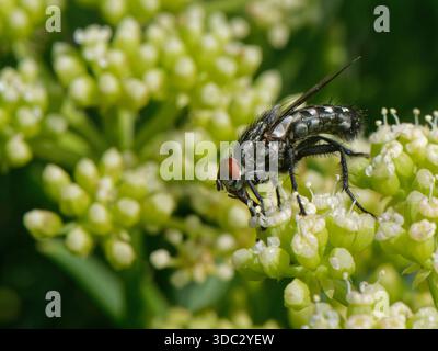 Mosca polpa (Sarcophaga sp.) Nctaring on Rock Samphire (Crithmum maritimum) fiori su dune di sabbia costiere, Kenfig NNNR, Glamorgan, Galles, Regno Unito, luglio. Foto Stock
