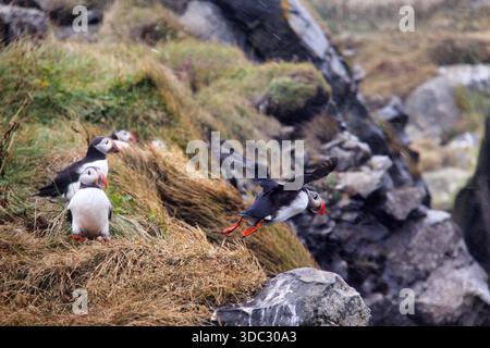 Atlantic Puffin in volo sulle scogliere costiere, Dyrholaey, Islanda Foto Stock