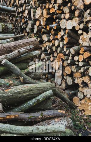Tagliare legno nella foresta dell'Ile-de-France Foto Stock