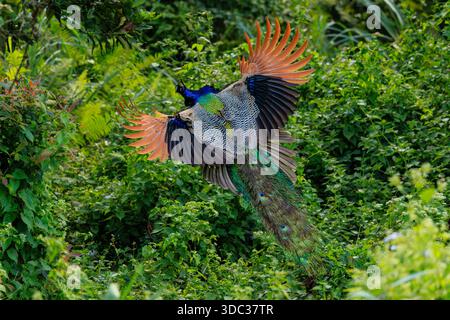 spettacolare vista posteriore del pavone indiano in volo con ali allungate e scivolate sopra la vegetazione lussureggiante di darjeeling india Foto Stock