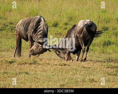 Uomini rivali GNU dalla barba blu o bianca (Connochaetes taurinus) che affrontano le fresche e verdi pianure erbose di Masai Mara Conservancies, Kenya, Africa Foto Stock