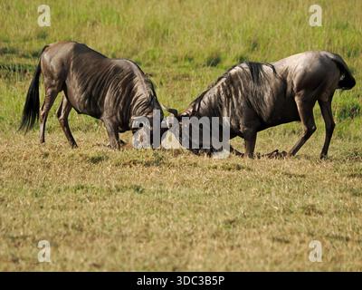 Uomini rivali GNU dalla barba blu o bianca (Connochaetes taurinus) che affrontano le fresche e verdi pianure erbose di Masai Mara Conservancies, Kenya, Africa Foto Stock