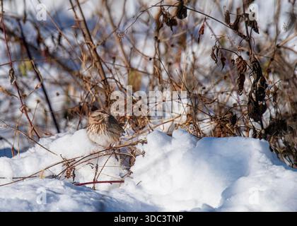 Song Sparrow trova i semi mentre è arroccato su erba nella neve Foto Stock