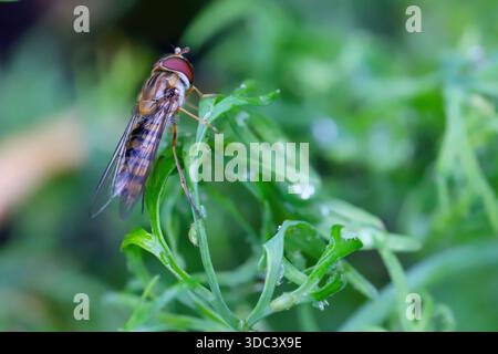 Marmalade Fly, marmellata hoverfly (Episyrphus balteatus). Flie della famiglia Syrphidae, le cui larve mangiano afidi. Metodo biologico di protezione dell'pla Foto Stock