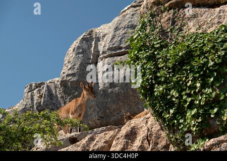Femmina di capre di montagna andaluse (Capra Pyrenaica hispanica) che guarda il suo vitello sulle calcari del Giurassico affioramento roccioso di Torcal de Antequer Foto Stock