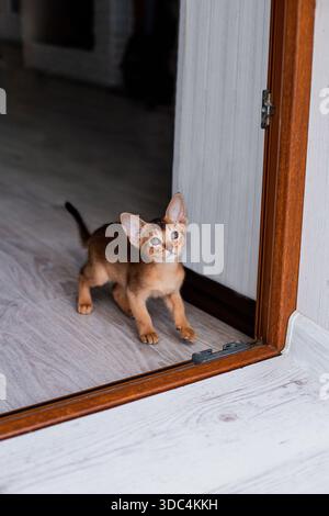 Simpatico e carino gattino gattino abissino disteso su un tappeto bianco nel cestino della biancheria. Adorabili gatti. Foto Stock