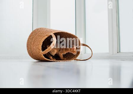 Foto in studio di un piccolo gattino abissino che rimane nel cestino di casa, sfondo bianco della finestra. Giovane, bella e giocosa, gattino a pelo corto Foto Stock