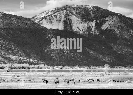 Foto in bianco e nero di cavalli mustang selvatici che pascolano vicino alla riva del lago Washoe con neve fresca sullo Slide Mountain e sulle vette del Carson Range in Nevada. Foto Stock