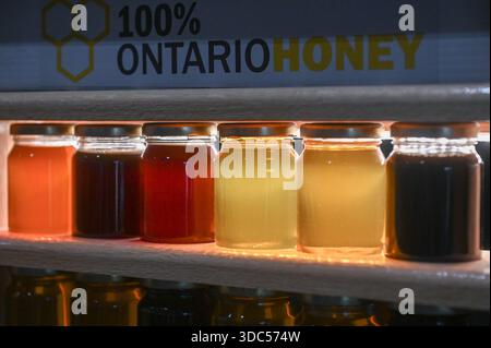 Toronto, ONTARIO, Canada - 14 novembre 2025: Giare di miele dell'Ontario al 100% in varie tonalità dorate, ambra e marroni su uno scaffale illuminato da una calda luce, con te naturale Foto Stock
