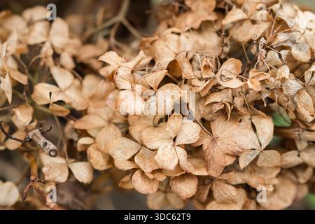 Fondo essiccato Brown Hydrangea Flowers. Manutenzione stagionale del giardino. Utilizzo di fiori secchi per progetti artigianali, verniciatura a spruzzo. Foto Stock