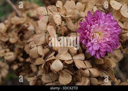 Hydrangea Fiori secchi e Crisantemo rosa. Manutenzione stagionale del giardino. Utilizzo di fiori secchi per l'artigianato, verniciatura a spruzzo. Foto Stock