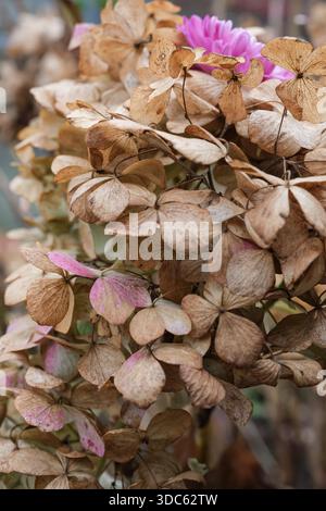 Hydrangea Fiori secchi e Crisantemo rosa. Manutenzione stagionale del giardino. Utilizzo di fiori secchi per l'artigianato, verniciatura a spruzzo. Foto Stock
