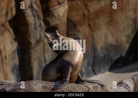 Li ho osservati sia in California che in cattività e sono sempre molto divertenti. Questo leone marino sta facendo il suo esercizio. Foto Stock