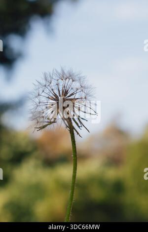 immagine a fuoco morbido di delicati semi di paracadute con dente di leone su uno sfondo bokeh sfocato Foto Stock
