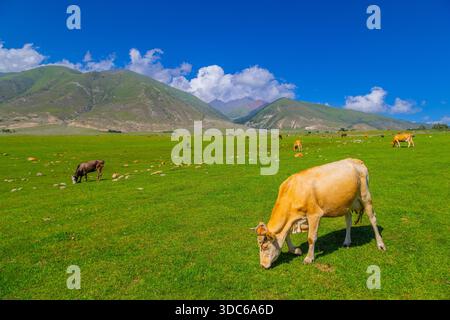 Più mucche pascolano pacificamente in un lussureggiante campo verde circondato da colline ondulate e montagne in Kirghizistan Foto Stock
