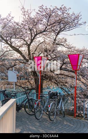 Parcheggio biciclette sotto gli alberi di ciliegio fioriti con lanterna giapponese in primavera in Giappone Foto Stock