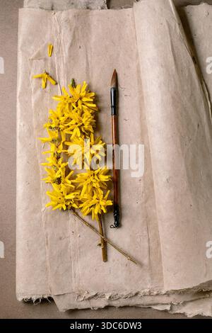 Ramo giallo brillante di forsythia con fiori su carta di gelso vintage accanto al pennello di legno. Composizione artistica con elementi naturali e pittori Foto Stock