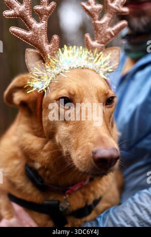 Adorabile cane in occasione delle festività natalizie con le manne e l'archetto Tinsel Foto Stock
