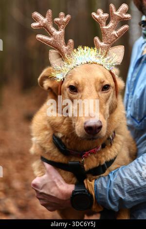 Adorabile cane in occasione delle festività natalizie con le manne e l'archetto Tinsel Foto Stock
